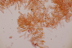 Hodophilus decurrentior