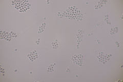 Hodophilus decurrentior
