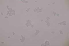 Hodophilus decurrentior