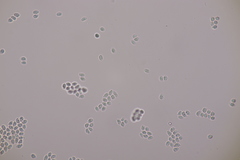 Hodophilus decurrentior