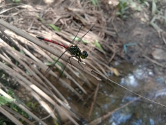 Agrionoptera insignis