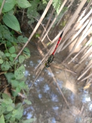 Agrionoptera insignis