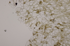 Hodophilus decurrentior