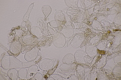 Hodophilus decurrentior