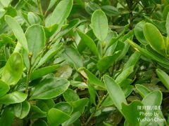 Ilex maximowicziana