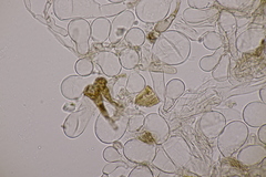 Hodophilus decurrentior