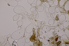 Hodophilus decurrentior