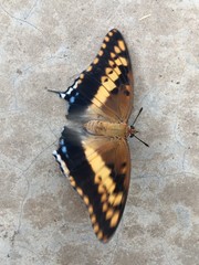Charaxes saturnus