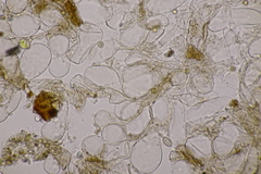 Hodophilus decurrentior