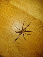 Kukulcania