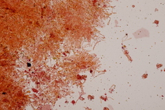 Hodophilus decurrentior