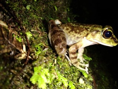 Meristogenys kinabaluensis