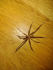 Kukulcania