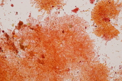 Hodophilus decurrentior