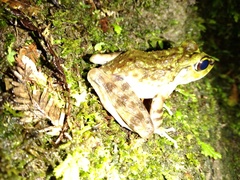 Meristogenys kinabaluensis