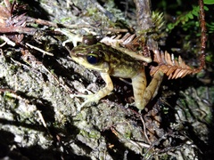 Meristogenys kinabaluensis