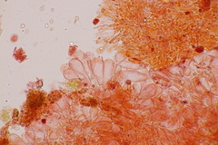Hodophilus decurrentior
