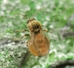 Forcipomyiinae