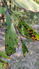 Coniothyrium