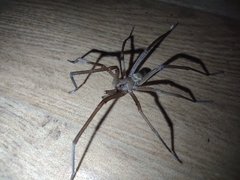 Kukulcania