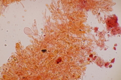 Hodophilus decurrentior