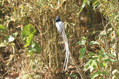 Terpsiphone paradisi paradisi