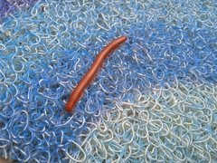 Trigoniulus corallinus