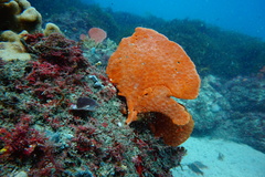 Echinoclathria leporina