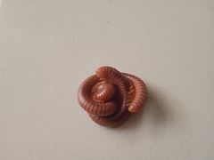 Trigoniulus corallinus