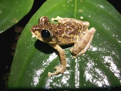 Philautus macroscelis