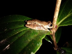 Leptomantis angulirostris