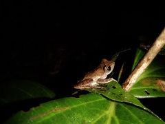 Leptomantis angulirostris