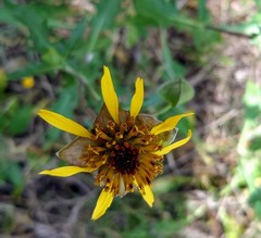 Tetragonotheca texana