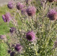 Cirsium jorullense
