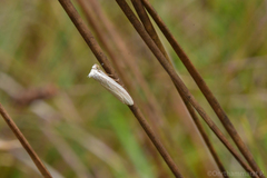 Tipanaea