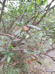 Dodonaea viscosa viscosa