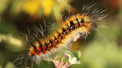 Psilogaster loti