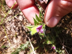 Psoralea imbricata