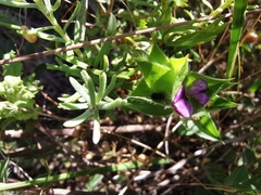 Psoralea imbricata