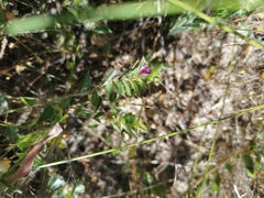 Psoralea imbricata