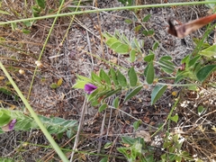 Psoralea imbricata