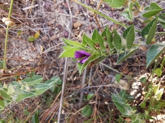 Psoralea imbricata