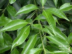 Ilex uraiensis