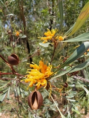 Grevillea refracta