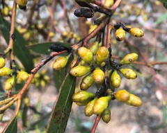 Eucalyptus oleosa