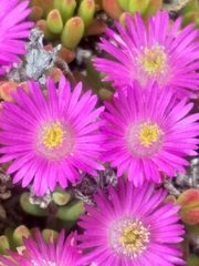 Drosanthemum intermedium