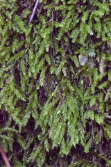 Thamnobryum