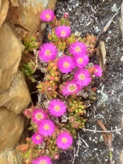 Drosanthemum intermedium