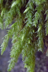 Thamnobryum