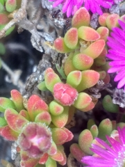 Drosanthemum intermedium